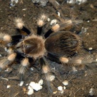 Brachypelma smithi