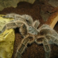 Grammostola rosea