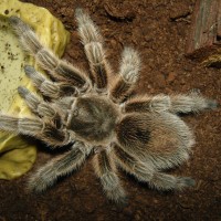 Grammostola rosea