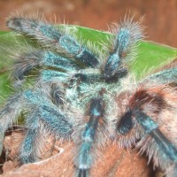 Juvenile A. versicolor, unsexed :[