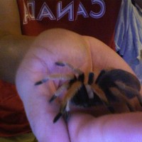 My Aphonopelma Bicoloratum