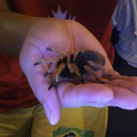 My Aphonopelma Bicoloratum