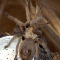 Aphonopelma hentzi