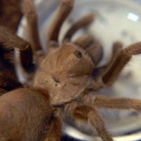 Aphonopelma hentzi