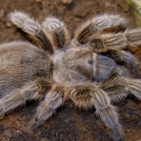 Grammostola rosea