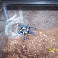 Cobalt Blue (Haplopelma lividum)