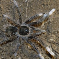 Theraphosa apophysis