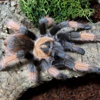 Brachypelma boehmi or emilia?