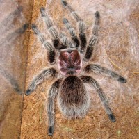 G. Rosea 3 days post molt