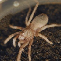 Acanthoscurria atrox