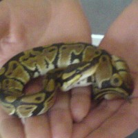 This is Stewie my ball python