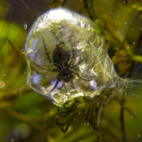 Water spider in it's "bell"