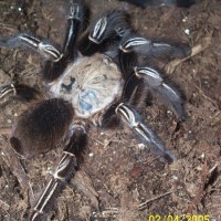 Skeleton Tarantula (Ephebopus murinus)