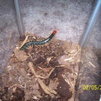 Chinese Red Headed Centipede (Scolopendra subspinipes)