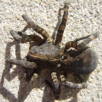 unknown tarantula/wolf type spider