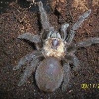 Aphonopelma of some sort