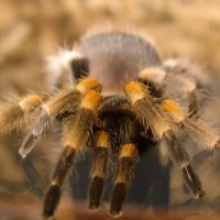 B. Smithi