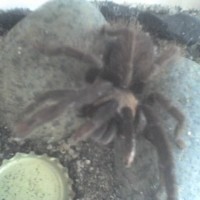 this is my S. Peerboomi can you help me distinguish if it is a Female or Male.