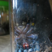 P. metallica 8th molt
