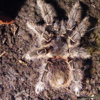 Lasiodora parahybana female