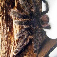 Avicularia SP. "Amazzona purple" female