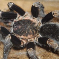 Aphonopelma seemanni mature male