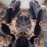 Aphonopelma seemanni mature male