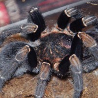 Aphonopelma seemanni mature male