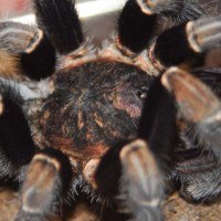 Aphonopelma seemanni mature male