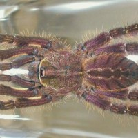 Poecilotheria ornata