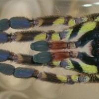 Poecilotheria ornata