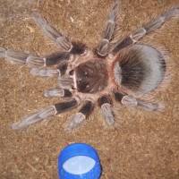 Lasiodora parahybana or klugi ?