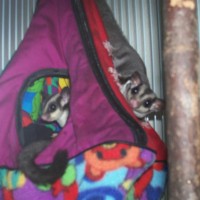 The Sugar Gliders