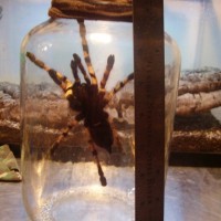 (Poecilotheria formosa)