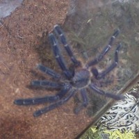 After 3rd molt