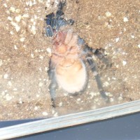 A.seemanni boy or girl?