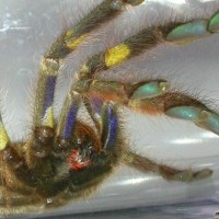 Poecilotheria rufilata