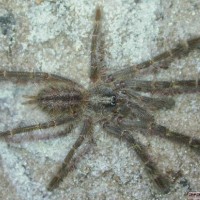 Poecilotheria rufilata