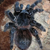 Lasiodora Parahybana Female 7"+