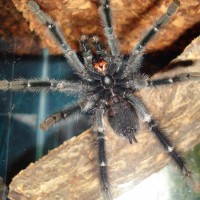 Avicularia Avicularia