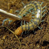 Scolopendra mirabilis (Tanzanian Neon Blue Leg Centipede)