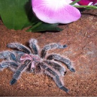 Grammostola rosea postmolt