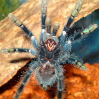 Avicularia Avicularia