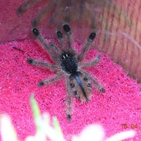 Avicularia geroldi???