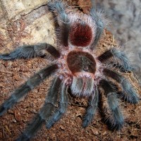 Grammostola Actaeon