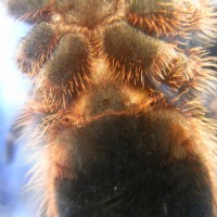 Grammostola Aureostriata, Help please?