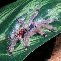 Avicularia metallica