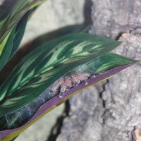 A. metallica hiding