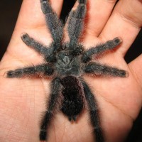 Avicularia Metallica