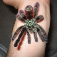 Avicularia Versicolor